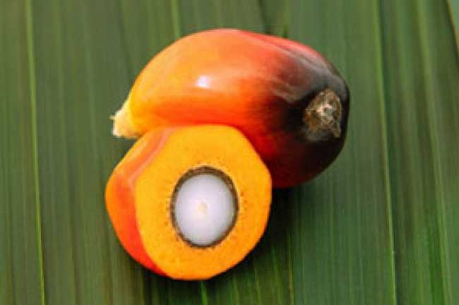 Kernel (Red Palm Oil)