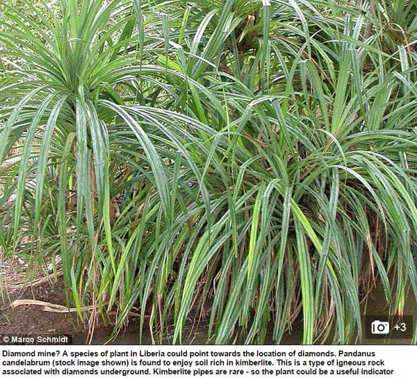 A plant called Pandanus candelabrum